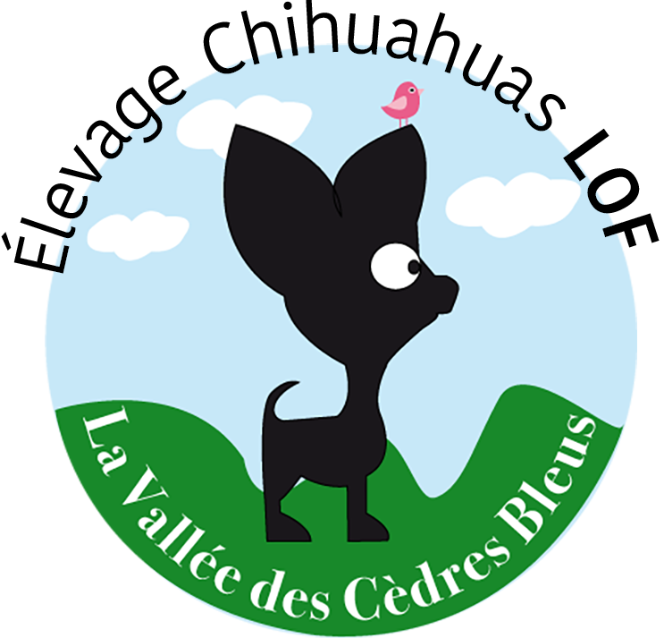 Logo élevage chihuahuas LOF - La vallée des cèdres bleus - Loire et Cher 41